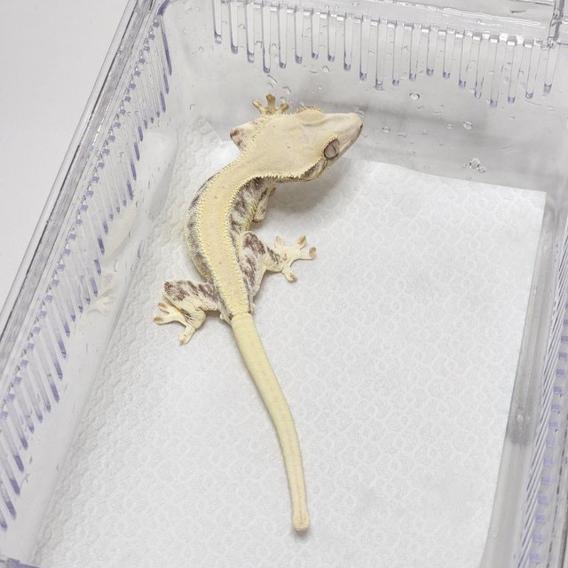 릴리화이트 솔리드백