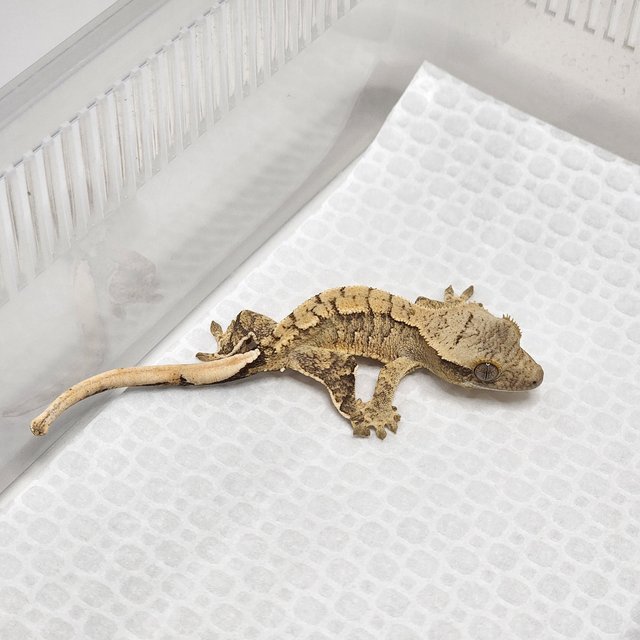 트라이 화이트스팟