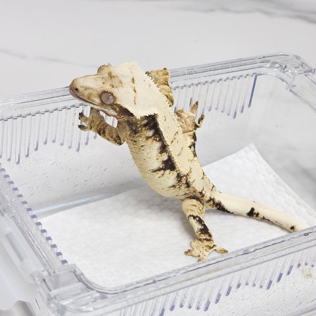 노멀 드리피 화이트스팟 트라이