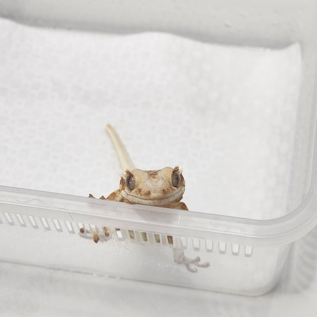 크림 릴리화이트