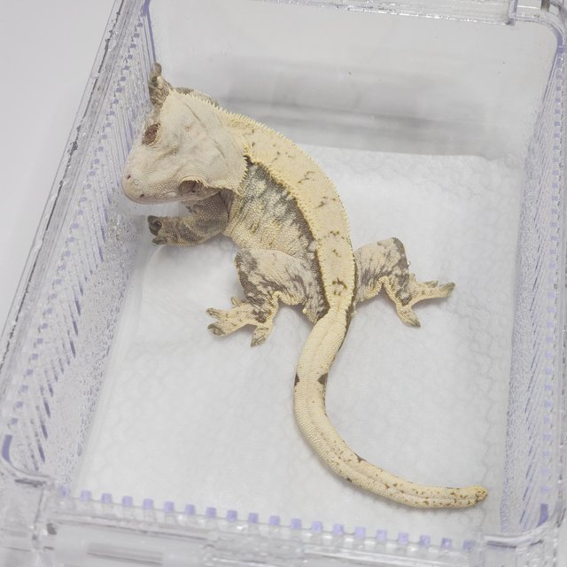 노멀 드리피 화이트스팟