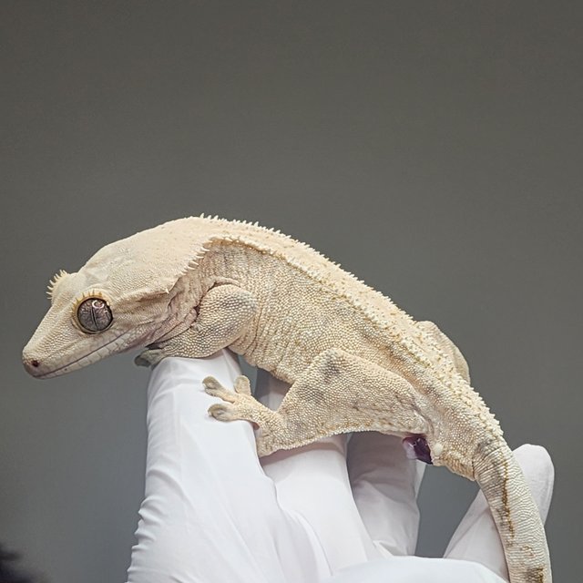 드리피 화이트스팟 트라이