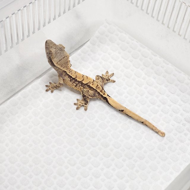 화이트스팟 트라이