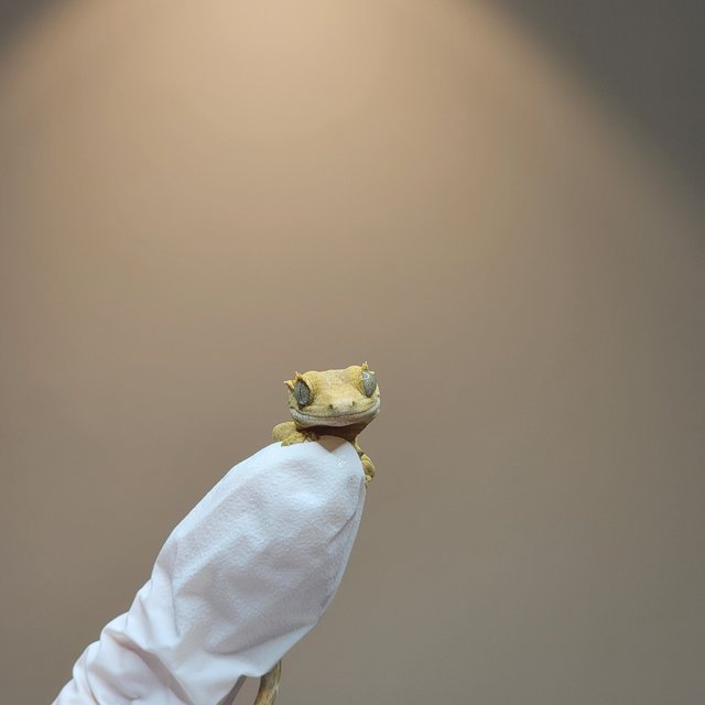 풀핀 브린들 옐로우