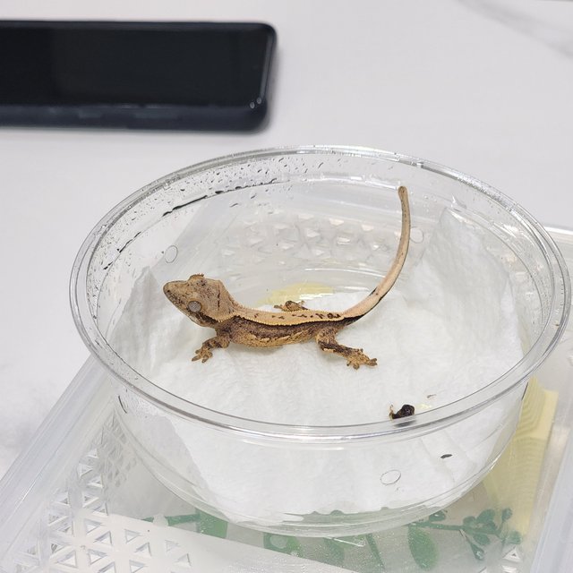 크림시클 쿼드 풀핀