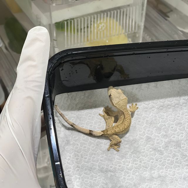 크림 팬텀