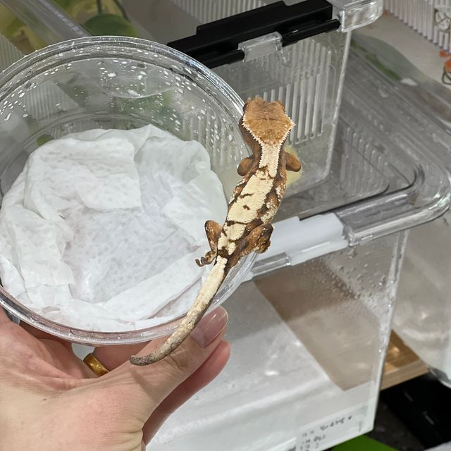 세이블 텐저린