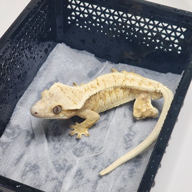 드리피 크림시클 노멀