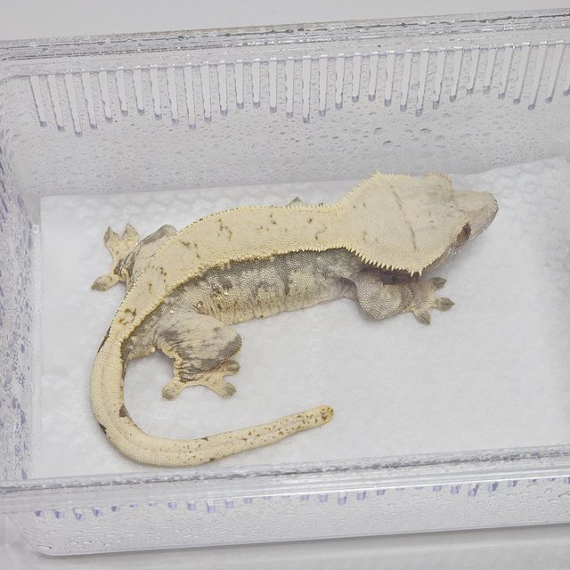 노멀 드리피 화이트스팟