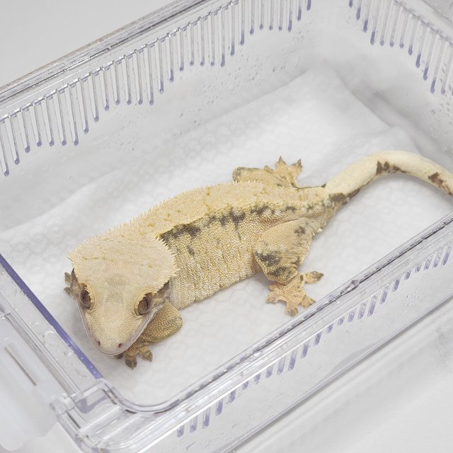 노멀 익스트림할리퀸