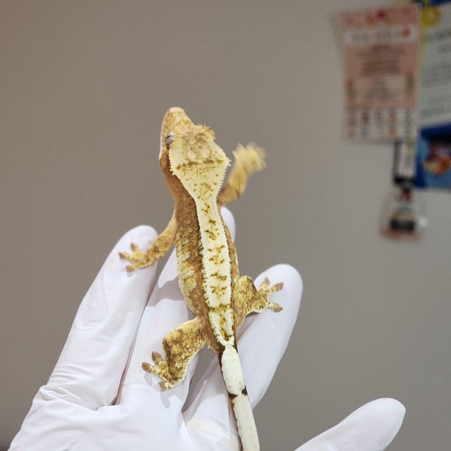 크림시클 드리피 화이트스팟