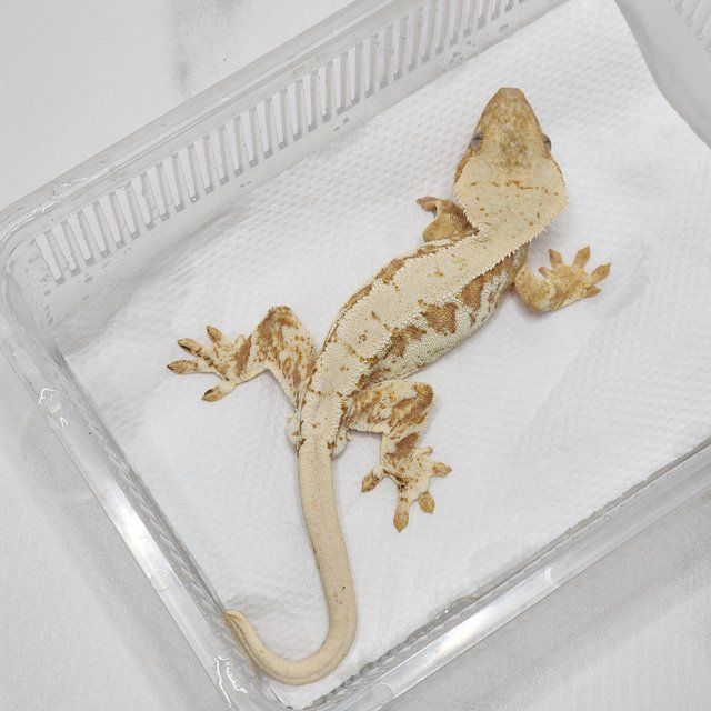 크림 릴리화이트