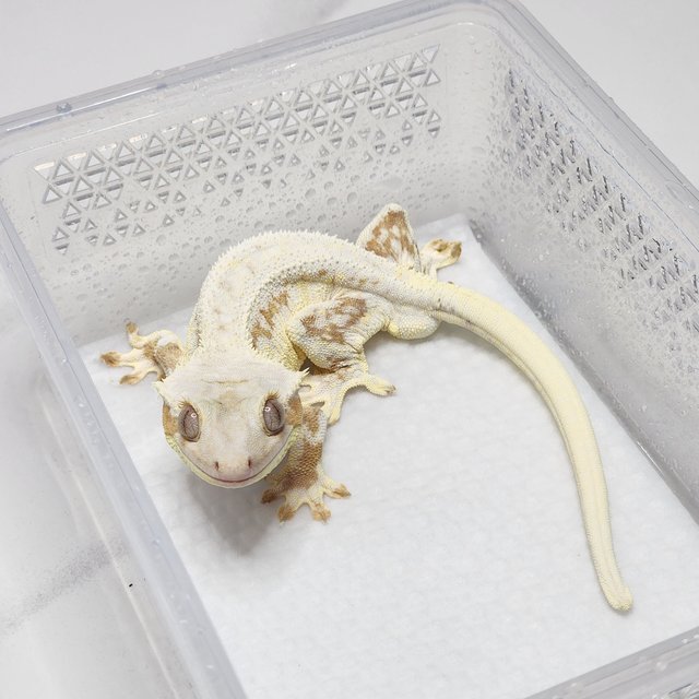 크림 릴리화이트