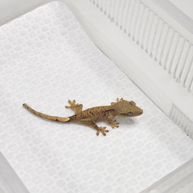 슈퍼달마시안 옐로우