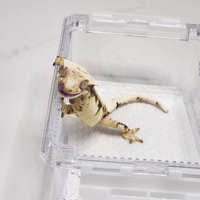 노멀 드리피 화이트스팟 트라이