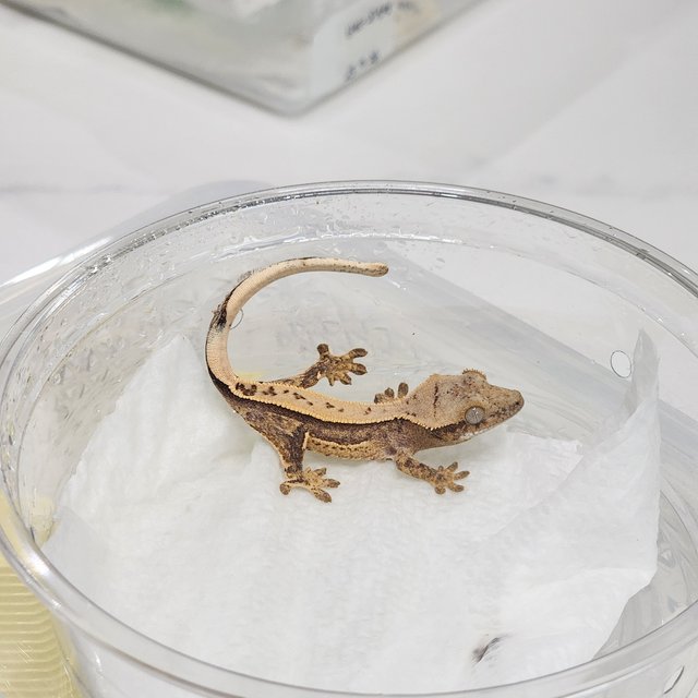 크림시클 쿼드 풀핀