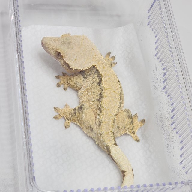 노멀 익스트림할리퀸