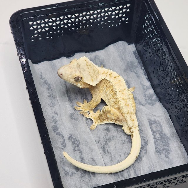 드리피 크림시클 노멀