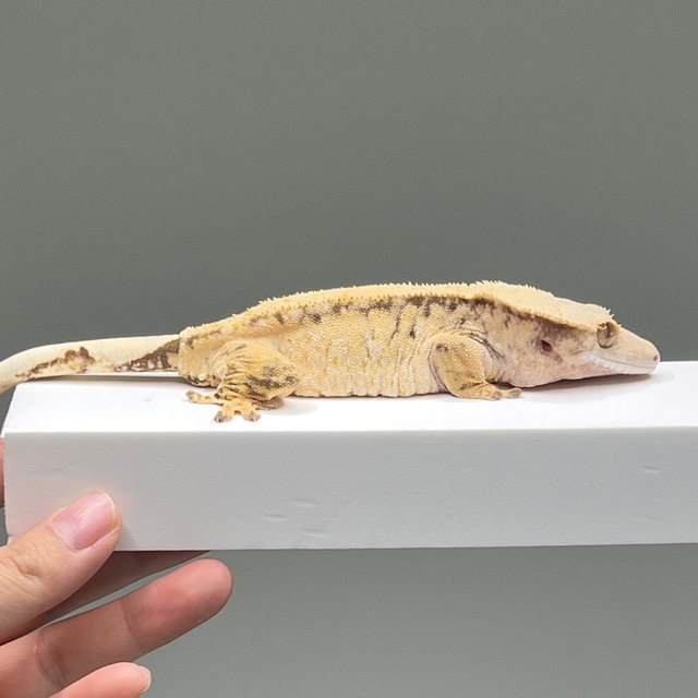 익스트림할리퀸 드리피