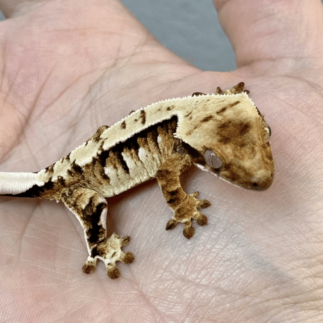 노멀 드리피 화이트스팟 트라이