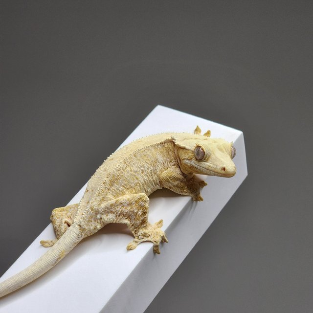 크림 옐로우 릴리화이트