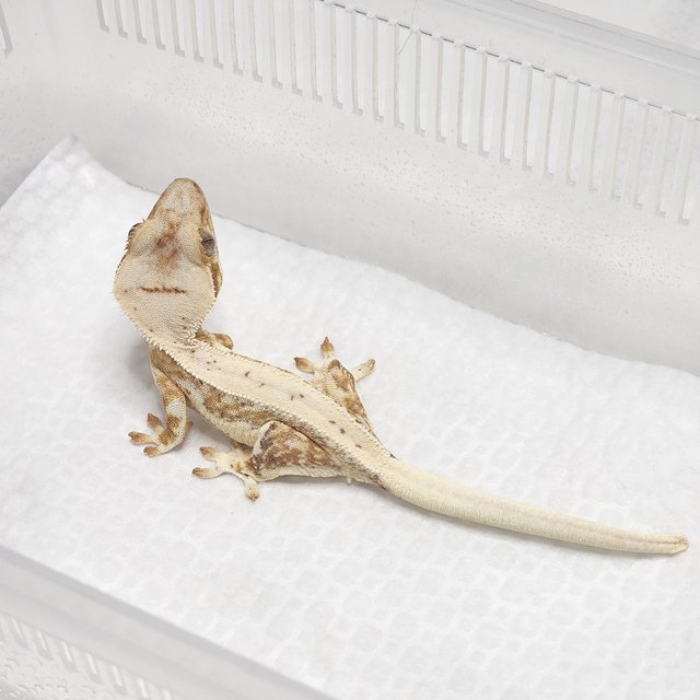 크림 릴리화이트