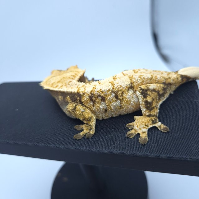 트라이 익스트림할리퀸