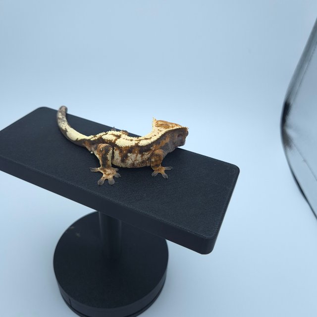 텐저린 트라이 세이블