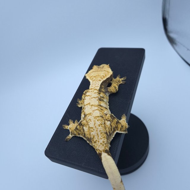 트라이 익스트림할리퀸