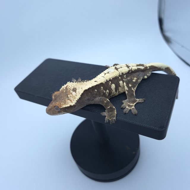 세이블 블랙 화이트