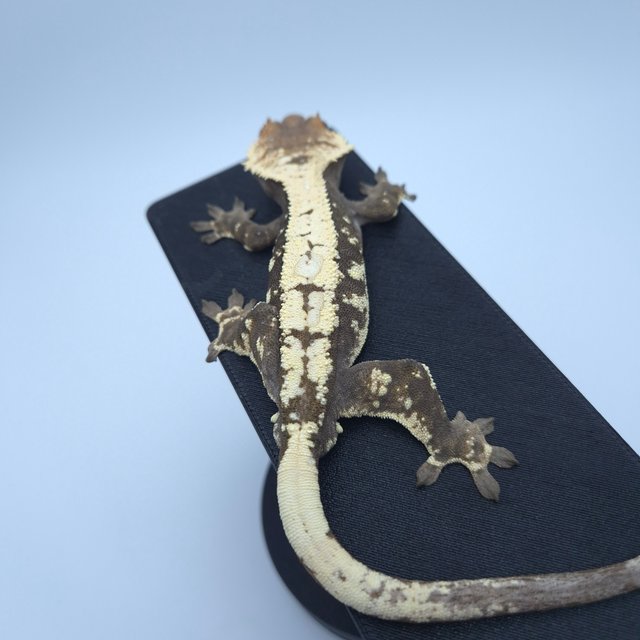 세이블 블랙 화이트