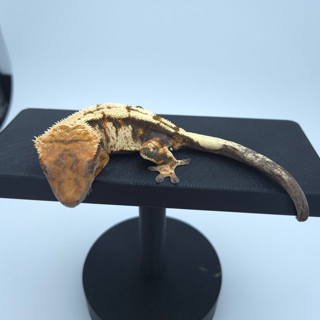 텐저린 트라이 세이블