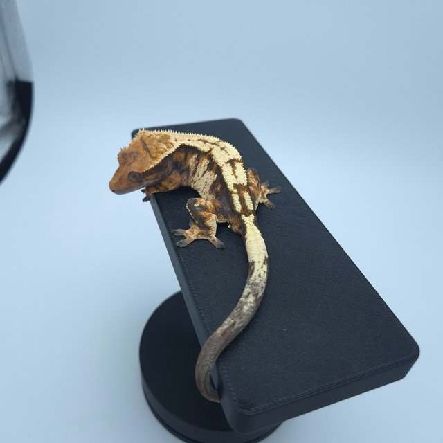 텐저린 트라이 세이블