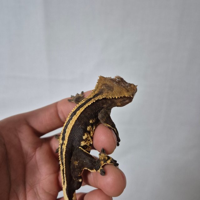 엠티백 텐저린 슈퍼스트라이프