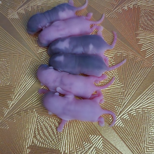 노말 하이 화이트 파이드 오레오 링테일