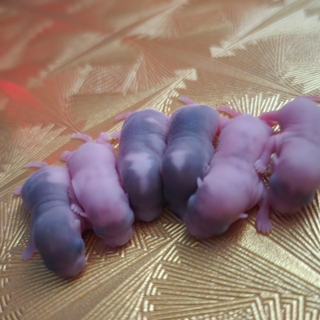 노말 하이 화이트 파이드 오레오 링테일