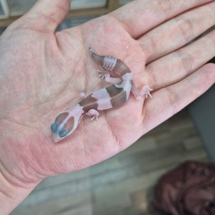 아멜라니스틱 오레오 헷 패턴리스