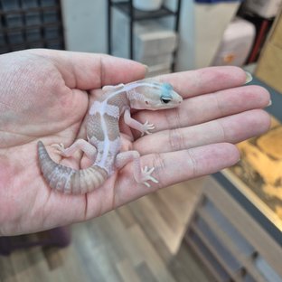 아멜라니스틱 오레오 헷 패턴리스