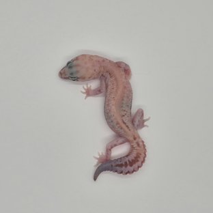 화이트아웃 줄루 패턴리스