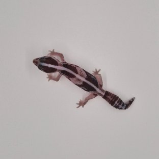 오레오 헷 카라멜 헷 줄루