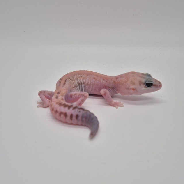 화이트아웃 줄루 패턴리스