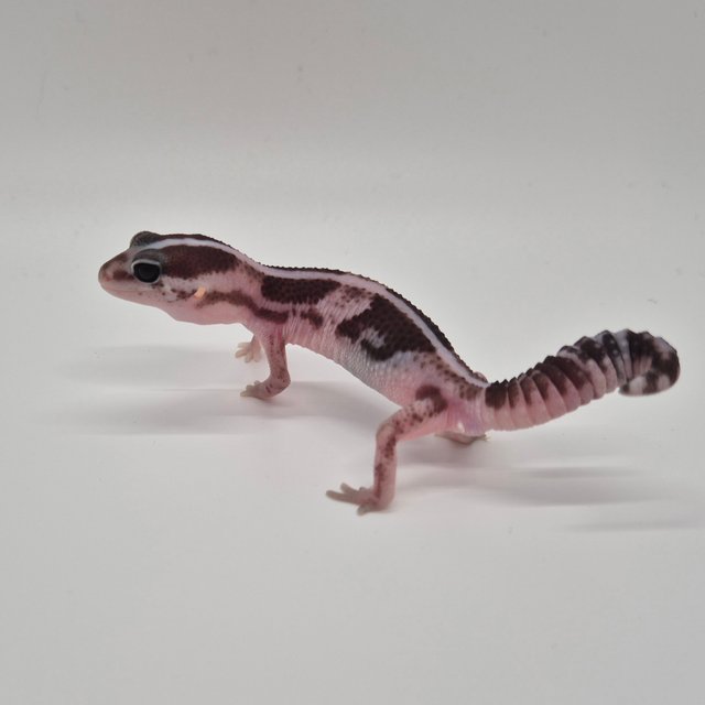 오레오 헷 카라멜 헷 줄루