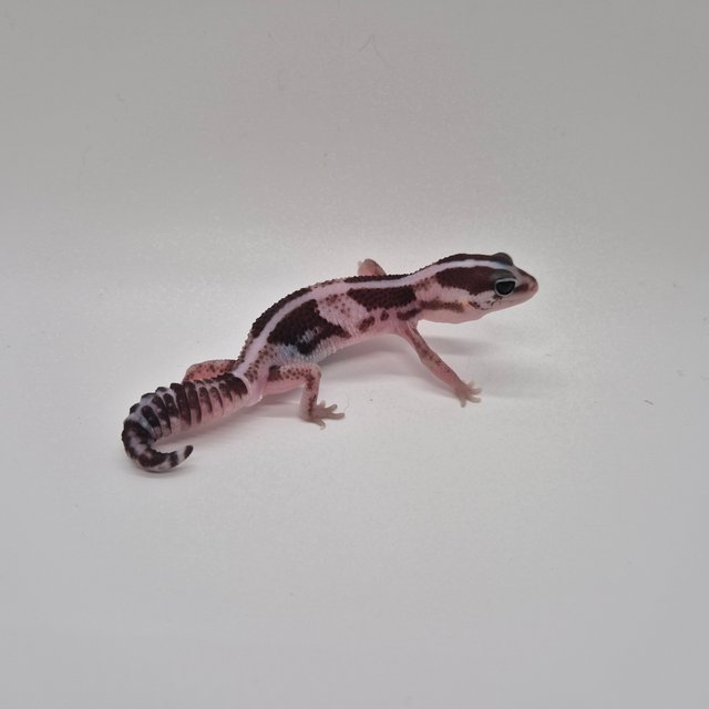 오레오 헷 카라멜 헷 줄루