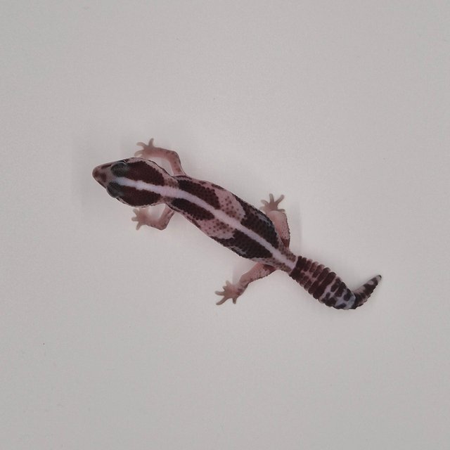 오레오 헷 카라멜 헷 줄루