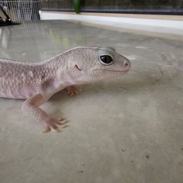 고스트 오레오 줄루