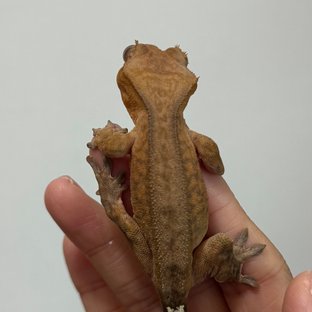 카푸치노