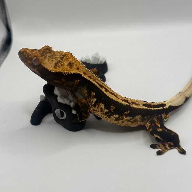 쿼드 화이트포트홀 다크 텐저린