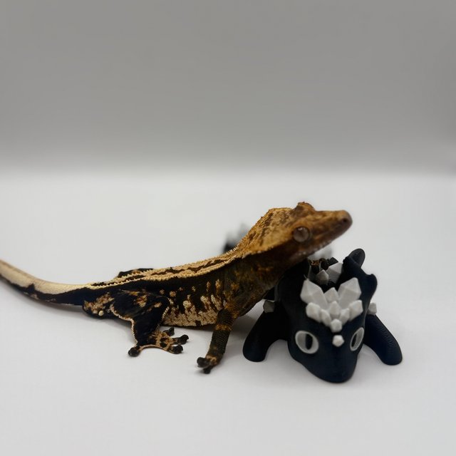 쿼드 화이트포트홀 다크 텐저린