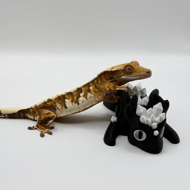 트라이 익스트림할리퀸