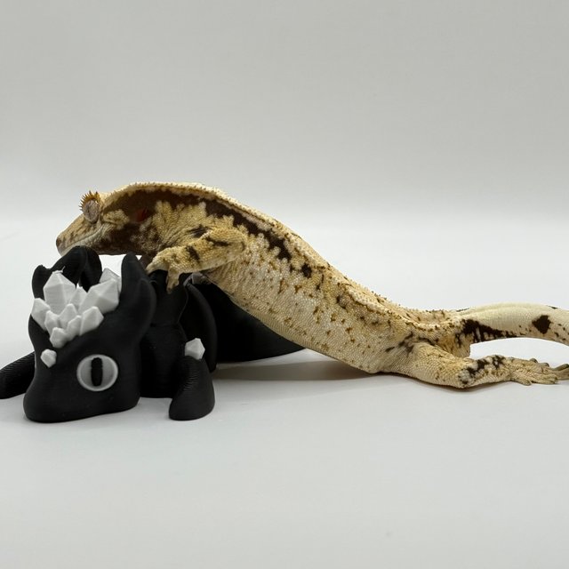 트라이 화이트스팟 텐저린 옐로우